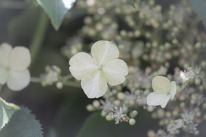 Hortensie