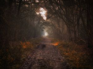 Forêt Mystérieuse