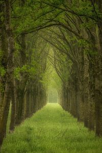Row of trees in the green