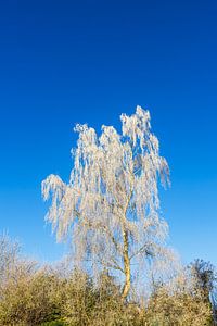 Baum mit Raureif im Winter in Rostock