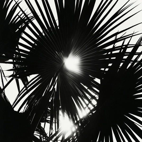 Play of sunlight through palm leaves by Poster Art Shop