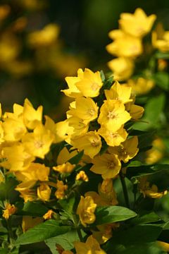 Gele bloemen van EnWout