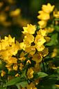 Gele bloemen by EnWout thumbnail