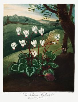 De Perzische cyclamen uit The Temple of Flora (1807) door Robert John Thornton. van Frank Zuidam