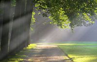 Light in the morning