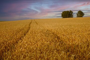 Panorama of golden wheat field at sunset by Steven Van Aerschot