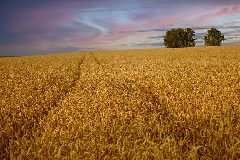 Panorama von goldgelben Weizenfeld bei Sonnenuntergang von Steven Van Aerschot