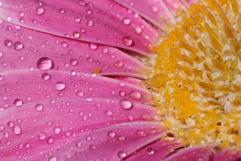 Tropfen auf Blume von FotovanHenk