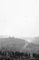 Bos in de mist met vogels in de Harz in zwart wit