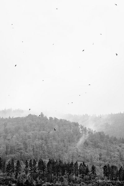 Forest in the fog with flying birds by Angeline Dobber
