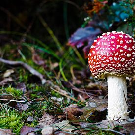 Champignons sur Niek van Vliet