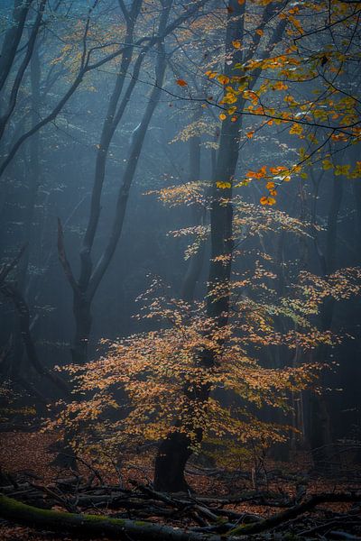 Forest photography &quot;Wild orange&quot; by Björn van den Berg