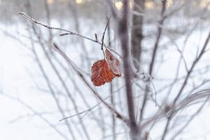 Holding On von DsDuppenPhotography