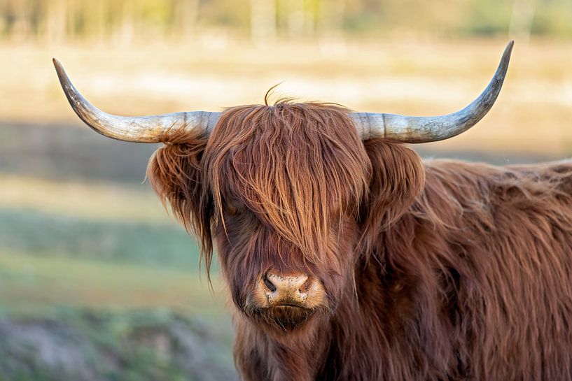 Rode Hooglander van gea strucks