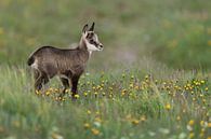 in der Blumenwiese... Gamskitz *Rupicapra rupicapra* von wunderbare Erde Miniaturansicht