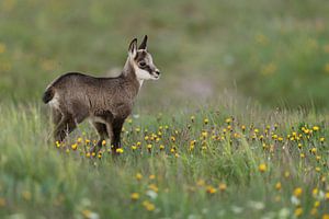 in der Blumenwiese... Gamskitz *Rupicapra rupicapra*
