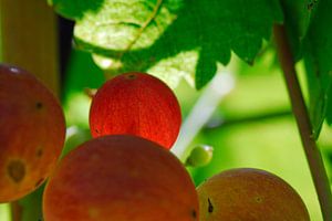 La vigne 1.0 sur Ingo Laue