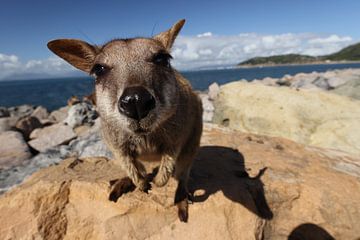 allied rock-wallaby , Petrogale assimilis, Magnetic Island , Queensland, Australia