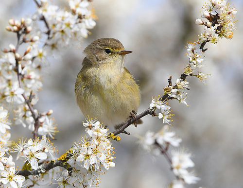 Chiffchaff en fleurs