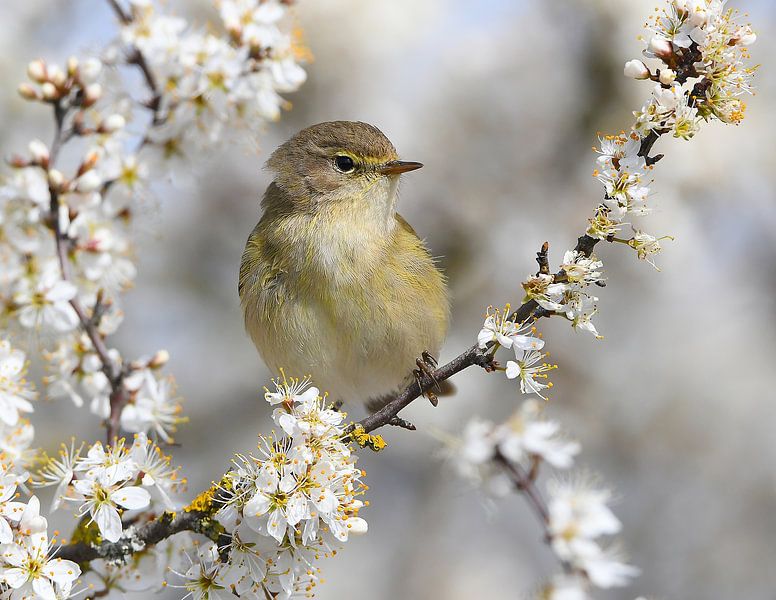 Chiffchaff in bloom by Zeno Swijtink