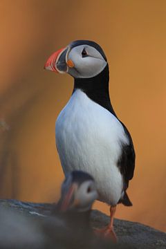 Puffins in the last evening light Norway by Frank Fichtmüller