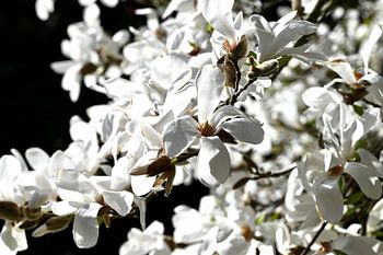 Magnola's Closed Up 1