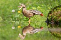Yoga Ente von Marjolein van der Mey Miniaturansicht