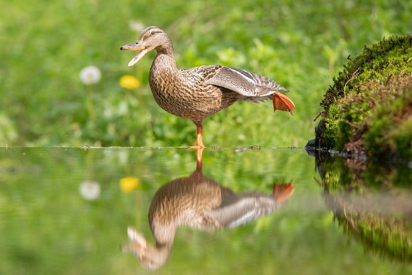 Yoga Ente von Marjolein van der Mey