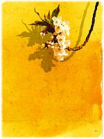Flower Grape