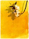 Flower Grape by Dirk H. Wendt thumbnail