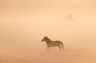 Konik horses in the fog on a beautiful foggy spring morning in the national park Lauwersmeer by Bas Meelker thumbnail