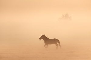 Konik-Pferde im Nebel an einem schönen nebligen Frühlingsmorgen im Nationalpark Lauwersmeer