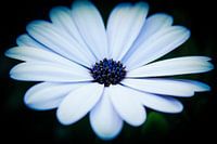 Flower - The Cape Marguerite