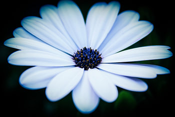 Flower - The Cape Marguerite