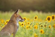 Fuchs zwischen den Sonnenblumen von Carla van Zomeren Miniaturansicht