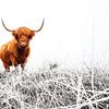Schotse Hooglander in een besneeuwd landschap van AGAMI Photo Agency