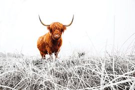 Highland Cattle (Bos taurus) in frost covered meadow by AGAMI Photo Agency