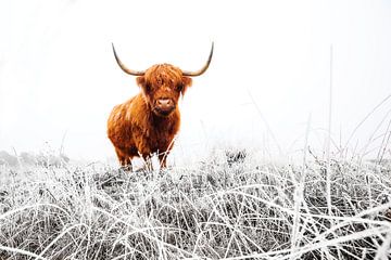 Schotse Hooglander in een besneeuwd landschap van AGAMI Photo Agency