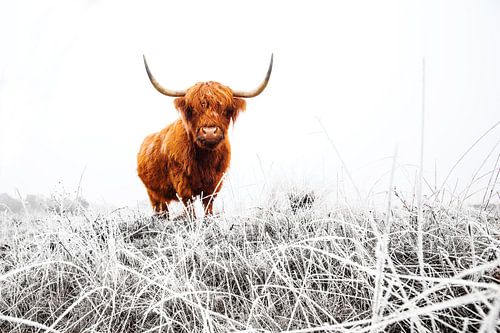 Schotse Hooglander in een besneeuwd landschap