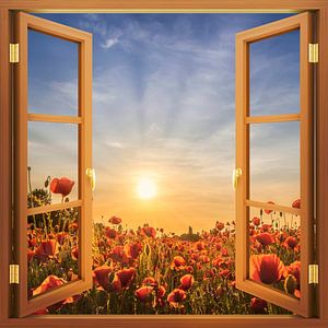 Vue sur le soleil couchant dans le champ de coquelicots