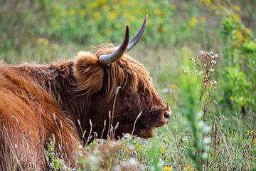 Schotse Hooglander van Kees Ham