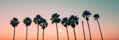 Palmbomen in de zonsondergang