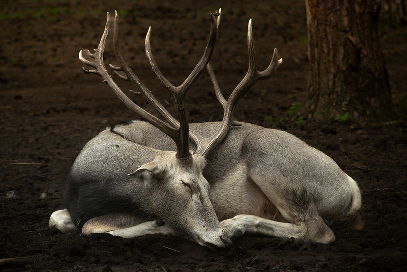 Sleeping red deer by Tjana Photography