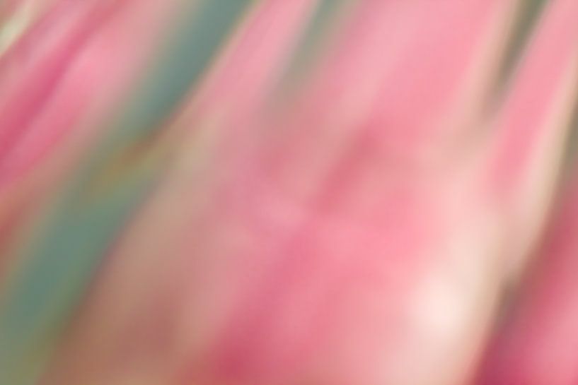Flamingo soothings - abstracte foto met roze van QEIMOY