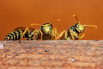 Field wasps