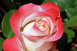 Rose Blossom by Norman Krauß