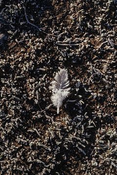 Frühling mit Raureif auf dem gefrorenen Lehm, Hoeksche Waard Feld - Fotodruck von Laurie Karine van Dam