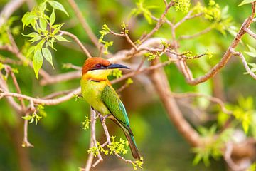 Bienenfresser Sri Lanka von Gijs de Kruijf