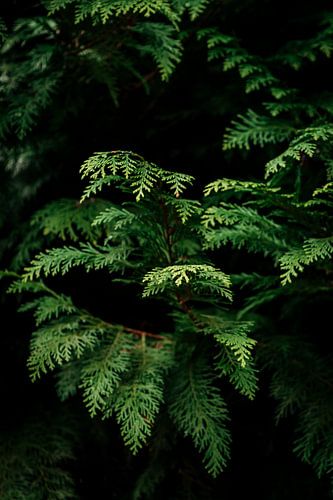 Het Groene Hart van de Schaduw