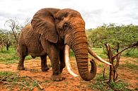 Elefant (Loxodonta africana) in bedrohlicher Lage, Zimanga Game Reserve, Kwa Zulu Natal, Südafrika von Nature in Stock Miniaturansicht